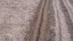 Как посадить фасоль в открытый грунт