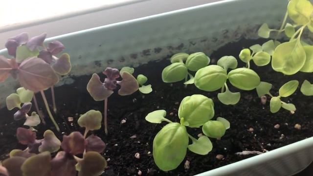 Огород на окне. Базилик. Часть 2 смотреть онлайн