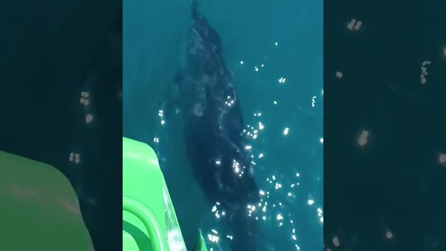 Архипо-Осиповка август 2023 года ? Встреча с Дельфинами ? на прогулке в открытое море ? смотреть онлайн