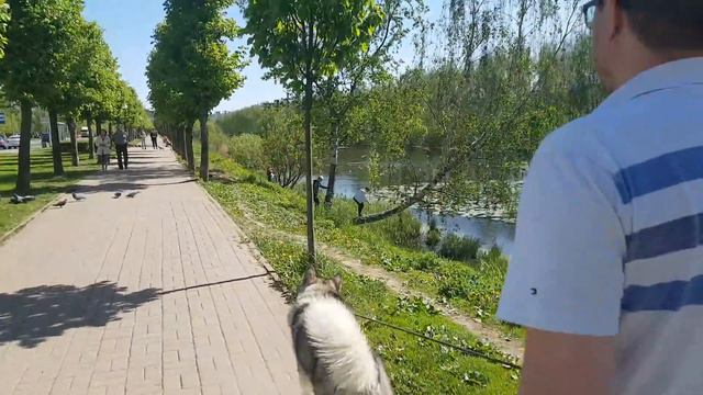 Маламут Путя гуляет по Питеру смотреть онлайн