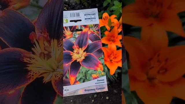 Лилия азиатская Форевер Сьюзан пересорт #цветы #сад #lilium #краснодар #лилия #мойсад #цветывсаду смотреть онлайн