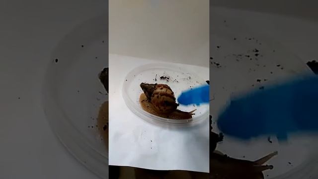 Как купать улиток ахатинок правельно смотреть онлайн