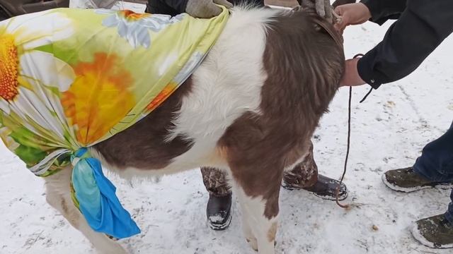 КУПИЛИ ТЕЛКУ! ПОГРУЗИЛИ КОРОВУ В АВТОМОБИЛЬ "НИВА"! смотреть онлайн