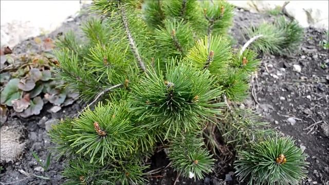 Сосна горная в ландшафтном дизайне сада смотреть онлайн