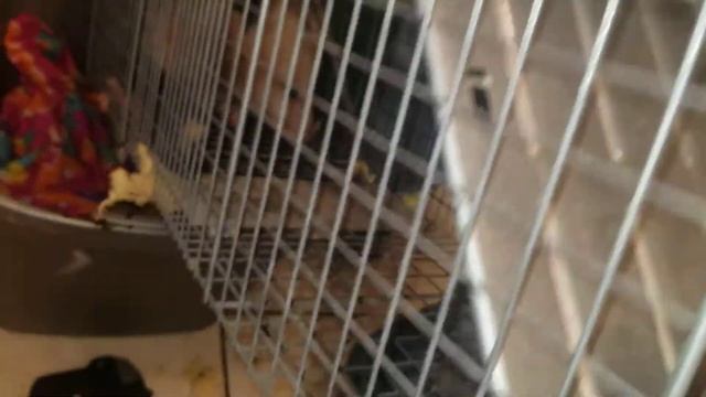 Huge possum! смотреть онлайн