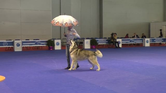 Танцы с собаками "Россия - 2015". Dog Dancing. Canine Freestyle. смотреть онлайн