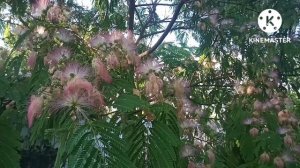 Альбиция или Акация крымская (Ленкоранская). Обзор южного растения.