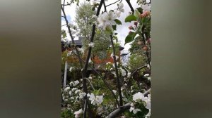 Ты поспи, жена.....песня Валерия Сёмина.🎼🎶🌾🥀🌾🌹🌾🌸🌾🌺🤗