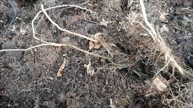 УБИРАЕМ ОГУРЦЫ И ГОТОВИМ ГРЯДКУ К ВЕСНЕ смотреть онлайн