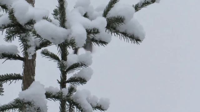 Желтоголовый королек 14 декабря смотреть онлайн