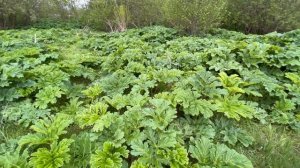 Рубит или Торнадо против борщевика