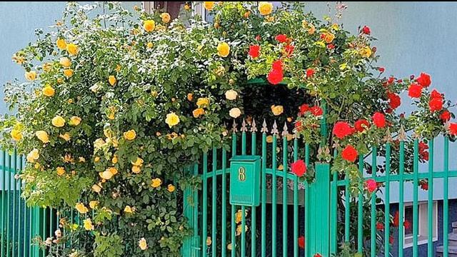 Майские розы в городе Сливница. Болгария славится розами. смотреть онлайн