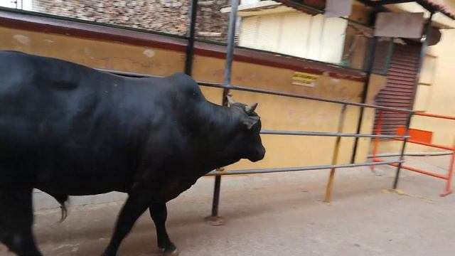 Udupi Sri Krishna Temple Visit 2020 | Kanakadas story and facts about the temple | смотреть онлайн
