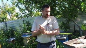 Как поймать рой пчел. Маленькие хитрости. Стандарты ловли бродячих роев пчел