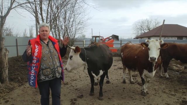 Симментальская порода коров. Особенности разведения, характеристики породы. смотреть онлайн