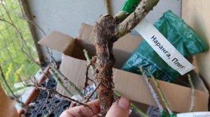 Розы из питомника Сергея Овчарова. Распаковка.Дождалась11 мая 2023