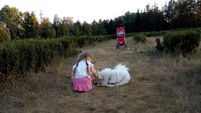 Японский шпиц Бела и Мария смотреть онлайн