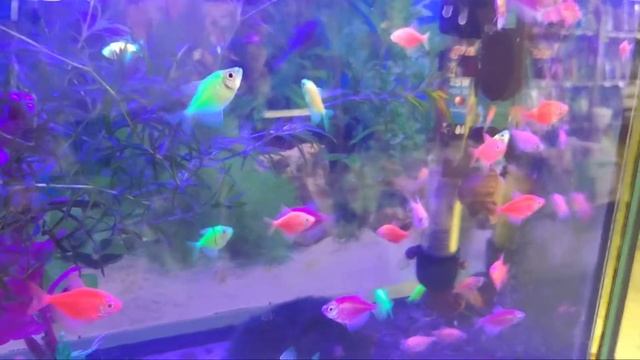 Виды ярких аквариумных рыбок Glofish.