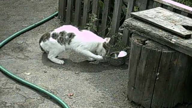Кот пьет воду лапой смотреть онлайн