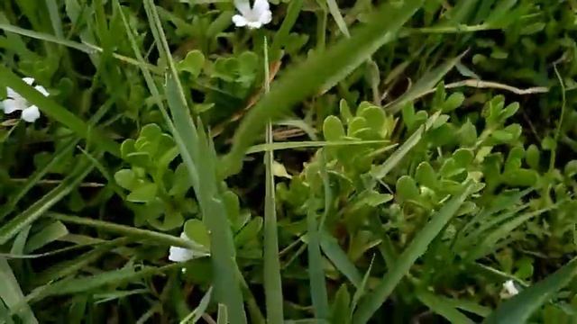 जल नीम, ब्राह्मी का पौधा смотреть онлайн