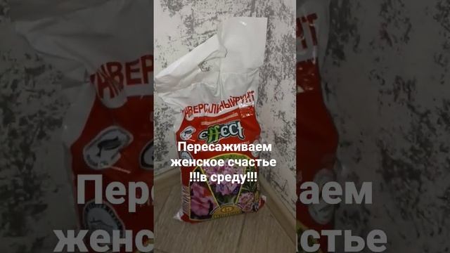 Женское счастье #цветы #дом #уют смотреть онлайн