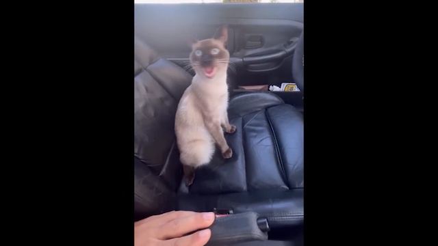 Подборка мемов и приколов #113 смотреть онлайн