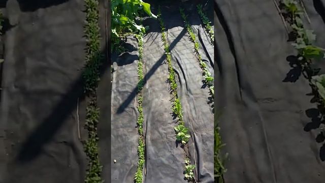 УКРОП, ПЕТРУШКА, ШПИНАТ, РЕДИС - НА ЧЕРНОМ АГРОВОЛОКНЕ ?? смотреть онлайн