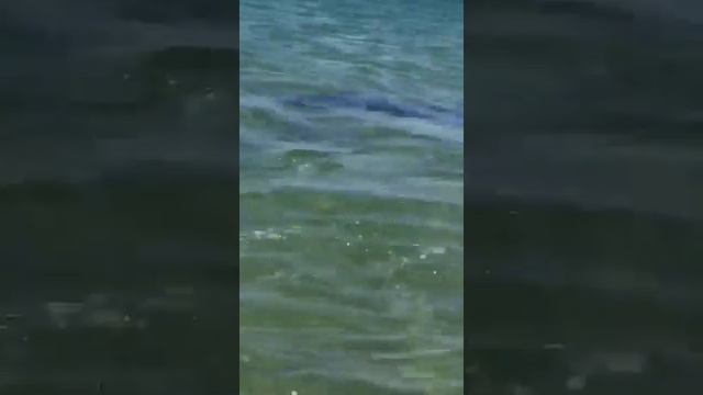 Дельфины на пляже в Витязево. смотреть онлайн