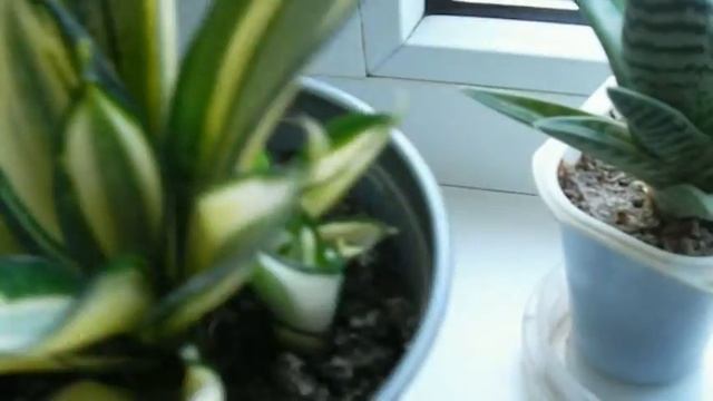 Обзор цветов на южном окне смотреть онлайн