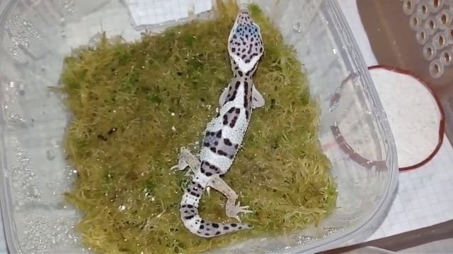 Самец эублефар смотреть онлайн