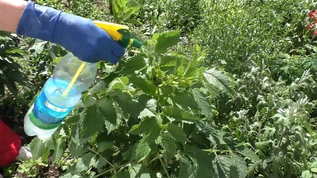 Черная тля на садовых цветах. Только проверенные инсектициды от APHIS, plant louse смотреть онлайн