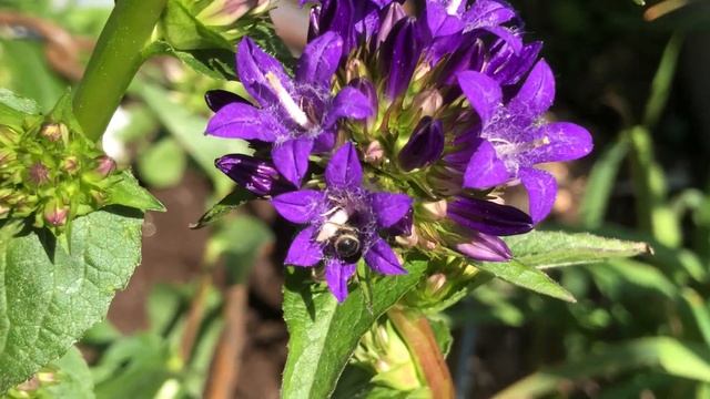 Stor Saksebi - Chelostoma rapunculi i Nøgleklokke, Campanula glomerata смотреть онлайн