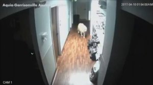 Пес виртуоз!Побег из ветклиники