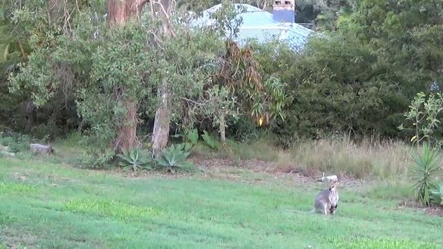 МАМА КЕНГУРУ С ДИТЕМ. ПОЛЬЗА ЛИСТЬЕВ МАНГО. KANGAROO WITH A BABY смотреть онлайн