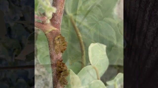 How to propagate Variegated English Ivy (Hedera helix),aerial roots issue #englishivy #hederahelix смотреть онлайн