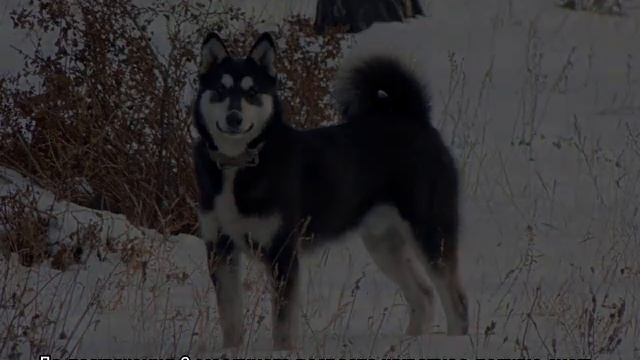 Восточносибирская лайка: описание породы