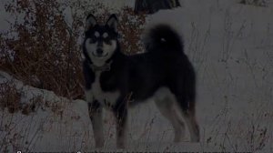 Восточносибирская лайка: описание породы