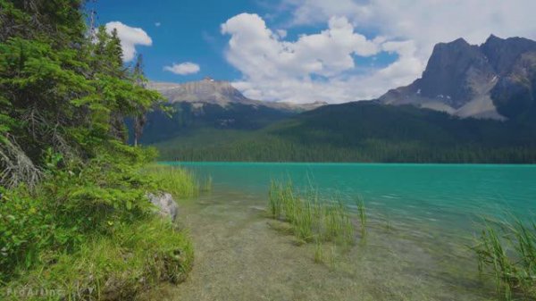 Walk around Emerald Lake, Yoho National Park - Nature Walking Tour + Birds Chirping