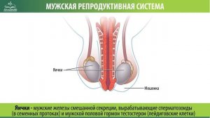 Мужская репродуктивная система