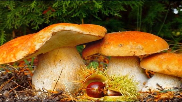 ВСЕ КРАСКИ ОСЕНИ (ВЕСЁЛАЯ ОСЕНЬ...) смотреть онлайн