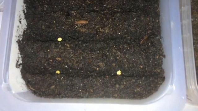 Правильная посадка перцев на рассаду! смотреть онлайн