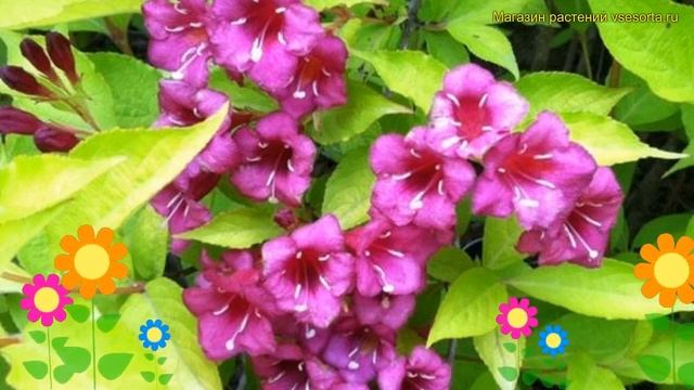 Вейгела цветущая Лоймансей Ауреа. Краткий обзор, описание weigela florida Looymansii Aurea смотреть онлайн