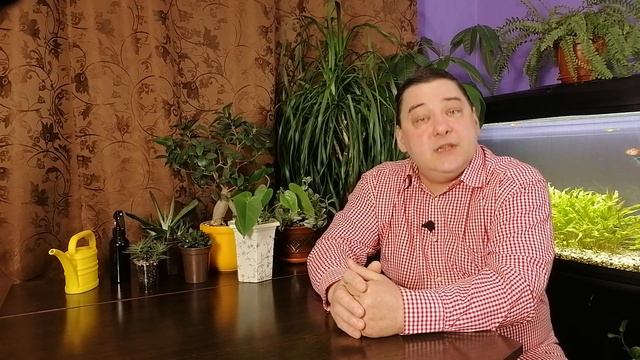 Вот почему ваш антуриум не цветет: Делюсь секретами ухода за антуриумом в домашних условиях смотреть онлайн