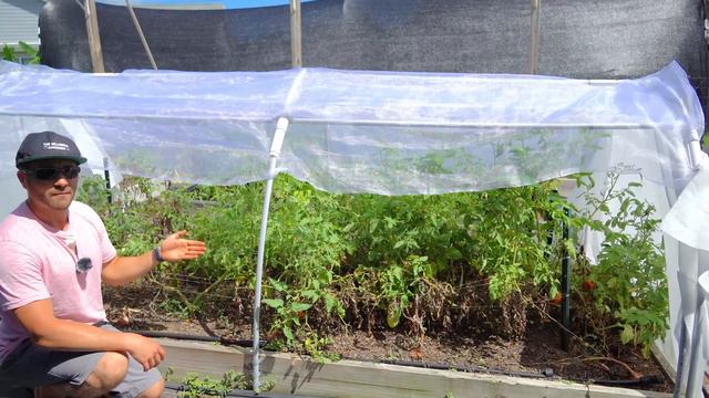 4 LIES You Believe About Determinate Tomatoes: Everything You Know Is WRONG смотреть онлайн