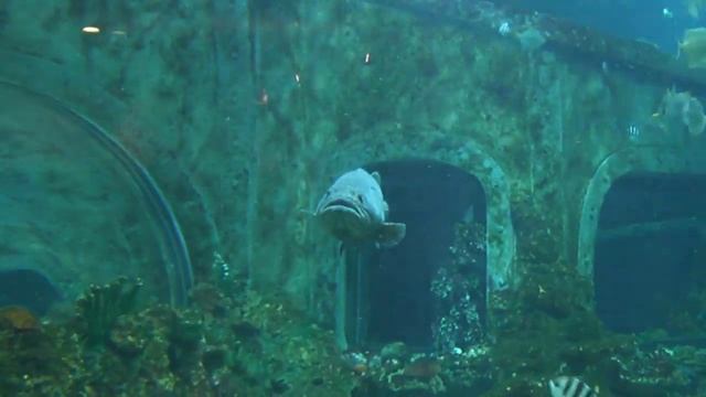 Барракуда, гигантский групер и акулы в Воронеже смотреть онлайн