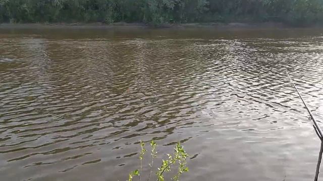 НЫРНУЛ ЗА УДОЧКОЙ НА РЫБАЛКЕ ПОЙМАЛ ТРОФЕЙНОГО ОКУНЯ СУРА смотреть онлайн