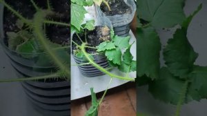 Размножение малины черенками. Растим саженцы к весне дома зимой 2022!