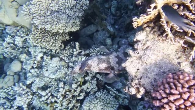 Иглобрюх, рыба-ёж. Burrfish, diodon, diodontidae, porcupinefish DSCF2765 смотреть онлайн