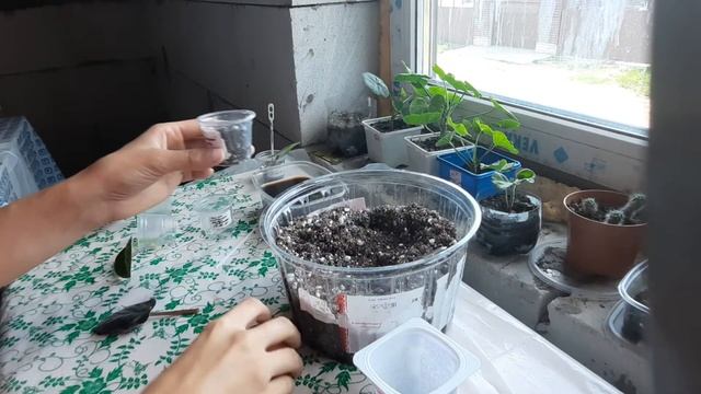 Как правильно размножить фиалку листом. ФИАЛКИ ОТ ЛИСТОЧКА ДО ЦВЕТОЧКА. ПУТЬ НОВИЧКА. 3 СЕРИЯ. смотреть онлайн