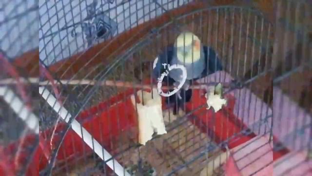 Беседа С Попугаем Корелла смотреть онлайн